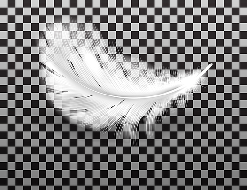 White fluffy feather with shadow vector realistic isolated on transparent . Feathers from wings of birds or angel, symbol of softness and purity, design element
