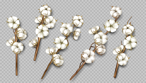 Realistic cotton branches with flowers, beautiful stems with white blossoms isolated transparent background, natural fluffy fiber ripe bolls with soft texturedesign element 3d vector illustration