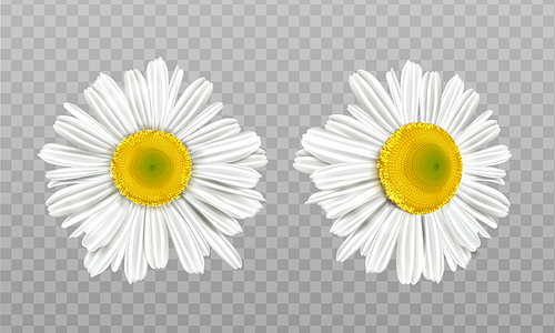 Chamomile, daisy flowers isolated on transparent . Vector realistic set of camomile blossom with white petals and yellow pollen. Spring marguerite, garden or wild floral plant