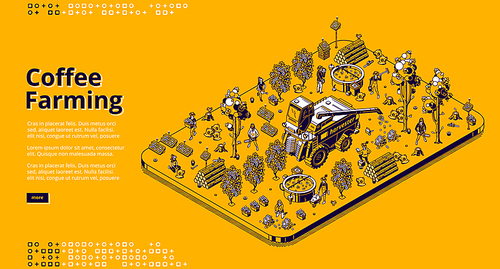 coffee farming banner.  technologies for picking coffee beans on plantation. vector isometric illustration of modern field with solar panels, combine harvester, trees and workers