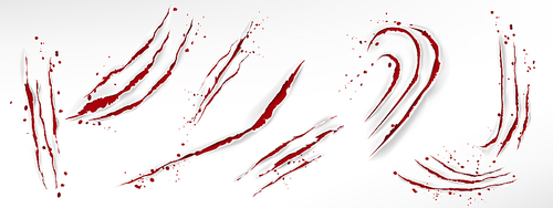 claw scratches with blood drops, red torn slashes from wild animal, tiger, bear or lion paws isolated on white . vector realistic sharp talons marks, wounds with bloody splatter