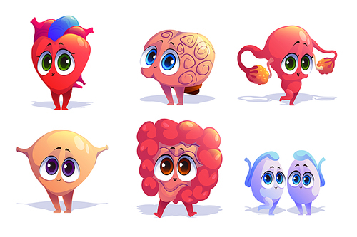 Human body organs cartoon characters heart, brain, uterus and bladder with intestine or testicles. Cute anatomy mascots with kawaii smiling face and big eyes. Medicine vector illustration, icons set