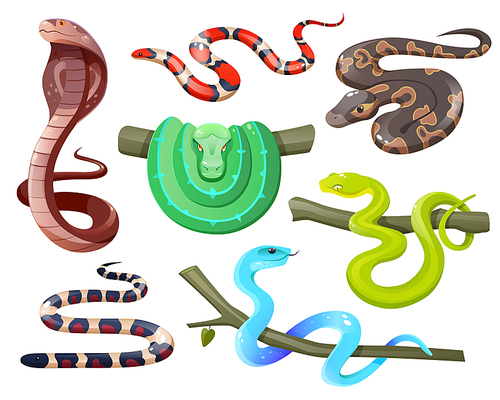 Snakes, wild tropical serpents isolated on white . Cobra, california mountain kingsnake, green tree and ball python, trimeresurus salazar and insularis. Vector cartoon set of exotic reptiles