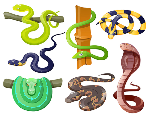 Snakes, wild tropical serpents isolated on white . Cobra, grass snake, ahaetulla prasina, banded krait, green tree and ball python, trimeresurus salazar. Vector cartoon set of reptiles