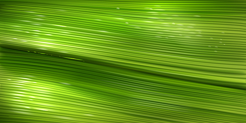 banana leaf texture, close up green  of palm tree foliage with water drops. vector realistic background with structure of fresh leaf surface. wallpaper with tropical plant texture