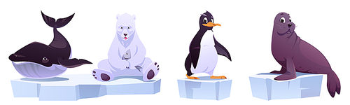 Cartoon wild animals on ice floes sea whale, white bear, penguin and seal. North Pole inhabitants in zoo park or outdoor area. Beasts in fauna isolated on white , vector illustration, set