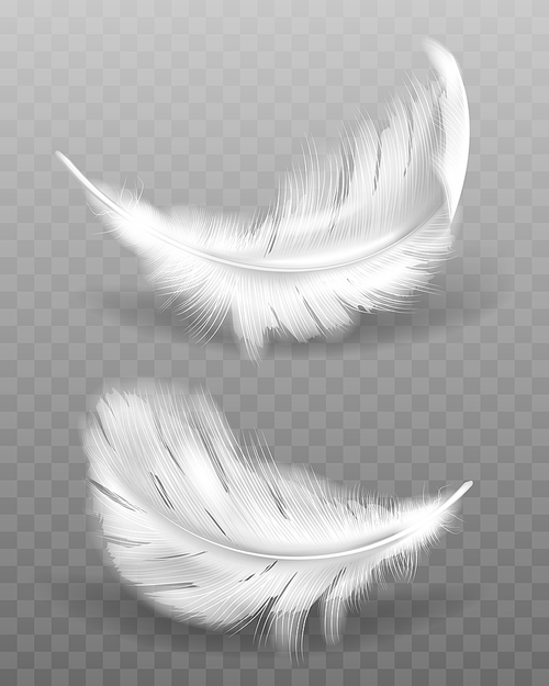 White fluffy feather with shadow vector realistic set isolated on transparent . Feathers from wings of birds or angel, symbol of softness and purity, design element