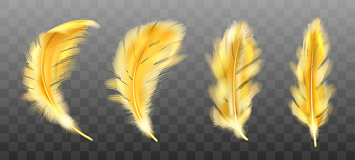 Golden yellow fluffy feather vector realistic set isolated on transparent background. Gold feathers from wings of birds or angel, symbol of softness and purity, design element