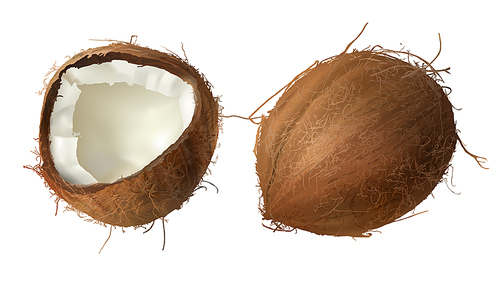 Coconut realistic vector illustration, whole and half cracked broken coco nut, isolated on white . Set for advertising or packaging design natural food and organic cosmetics.