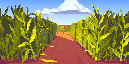 Road on cornfield with fork and wooden direction sign. Concept of choosing way and making decision. Vector cartoon landscape with tall corn stems and crossroad with pointers