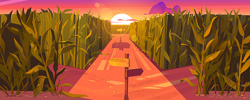 Cornfield sunset landscape with wooden road pointers and high green plants. Choice of way concept with signposts pointing on path fork. Labyrinth, maze, choosing direction, Cartoon vector illustration