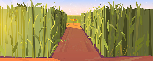 Cornfield day landscape with wooden road pointers and high green plants. Choice of way concept with signposts pointing on path fork. Labyrinth, maze, choosing direction, Cartoon vector illustration