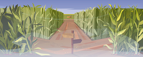 Road on cornfield with fork and wooden direction sign in fog. Concept of choosing way. Vector cartoon landscape with tall corn stems on field and crossroad with pointers at misty weather
