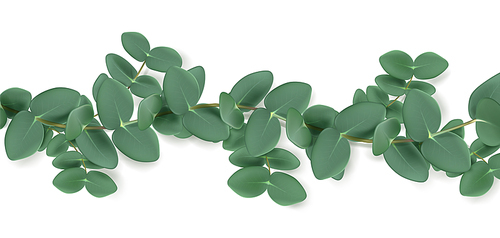 Eucalyptus branch isolated on white . Realistic vector illustration of plant with green leaves. Aromatic herb for essential oil used in cosmetics and medicine. Natural floral design element