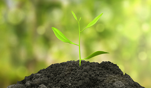 Sprout grow in soil pile on green nature background with defocused effect. Gardening, ecology protection and environment realistic 3d vector concept. Small plant seedling growing, new life, spring