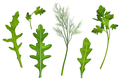 Spice leaves, parsley, dill and arugula vector realistic illustration. Green condiments or seasoning for vegetable salad, set ingredients isolated on white 