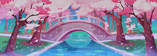 Rainy Japanese cherry garden with bridge and sakura blossom. Spring landscape of park with stone bridge over river or brook, chinese cherry trees with pink flowers, vector cartoon illustration