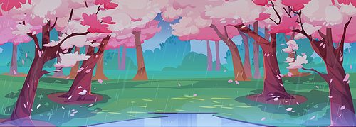Japanese cherry rainy garden with sakura blossom. Spring landscape of park with green grass glade with puddle, chinese cherry trees with falling pink flower petals, vector cartoon illustration