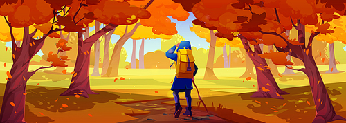 Hiker with backpack walk in autumn forest. Landscape of woods or nature park with trees with orange foliage and girl tourist with stick on path, vector cartoon illustration