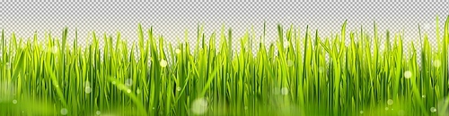 Realistic green lawn grass border with sun light. Easter sunny park field frame for poster with bokeh reflection. Outdoor summer fluffy morning gras panorama. Blur fresh sprout on farm glade