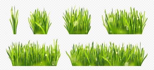 Realistic green lawn grass border with sun light. Easter sunny park field bundle isolated with bokeh reflection. Outdoor summer fluffy morning gras set. Blur fresh sprout on farm glade