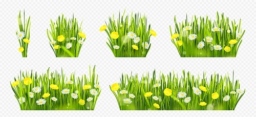 Realistic spring green grass field with flowers isolated border on transparent background. Yellow flores meadow with camomile nature frame set. Wild grassland bunch collection with sunshine light.