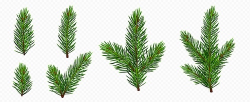 Pine tree branch set realistic vector illustration. Fir twigs with green needles isolated on transparent background. Winter holiday evergreen decoration, spruce or cedar elements,