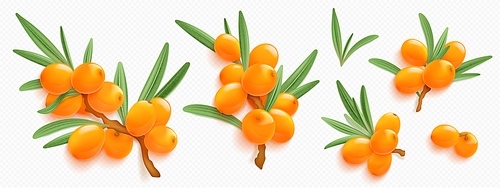 Sea buckthorn branches with orange berries and green leaves isolated on transparent background. Natural plant twigs with fresh seabuckthorn fruits, vector realistic illustration