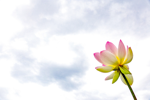 불교를 상징하는 연꽃