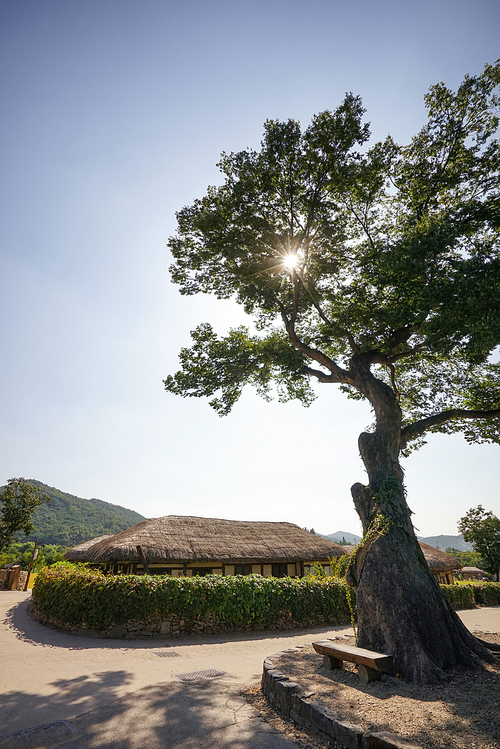 보호수 느티나무, 충청남도 아산시 외암민속마을