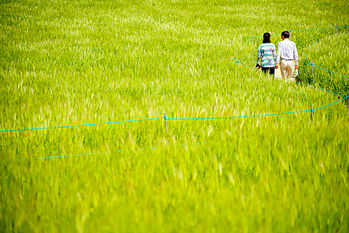 청보리밭을 산책하는 부부, 전라북도 고창군 학원농장