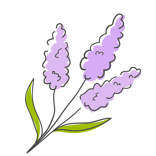 라벤더 꽃