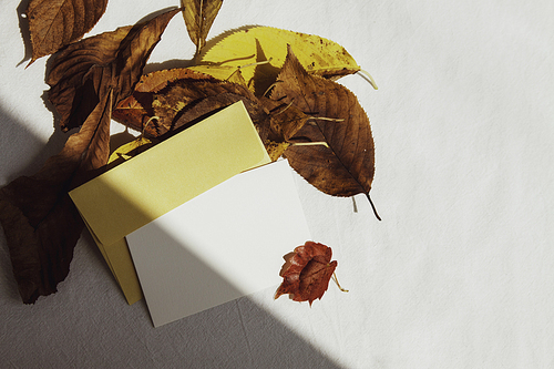 가을철 단풍 나뭇잎과 그림자, 편지, 편지봉투를 이용한 감성적 서정적인 가을 배경이미지 백그라운드