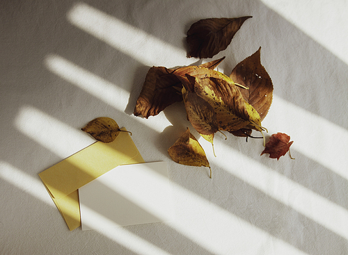 가을철 단풍 나뭇잎과 그림자, 편지, 편지봉투를 이용한 감성적 서정적인 가을 배경이미지 백그라운드