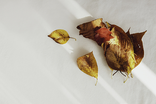 흰바탕위에 가을철 가을 단풍 나뭇잎 마른 낙엽들과 그림자