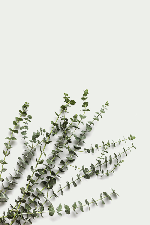 유칼립투스 나무잎들을 배열한 카피스페이스 빈 공간 여백이 있는 백그라운드