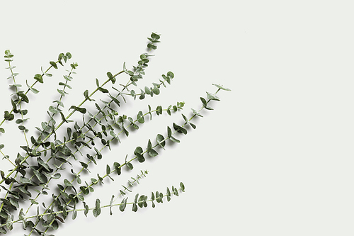 유칼립투스 나무잎들을 배열한 카피스페이스 빈 공간 여백이 있는 백그라운드
