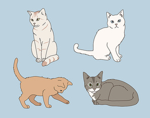 다양한 무늬의 고양이 모음
