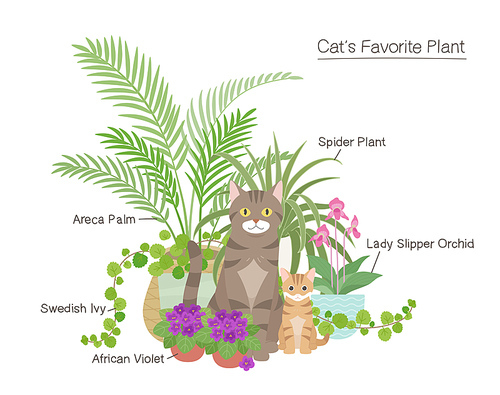 귀여운 고양이들과 고양이가 좋아하는 식물들.
