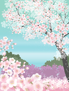 벚꽃이 만개한 벚나무 봄 일러스트레이션