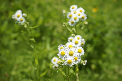 산책길 야생화