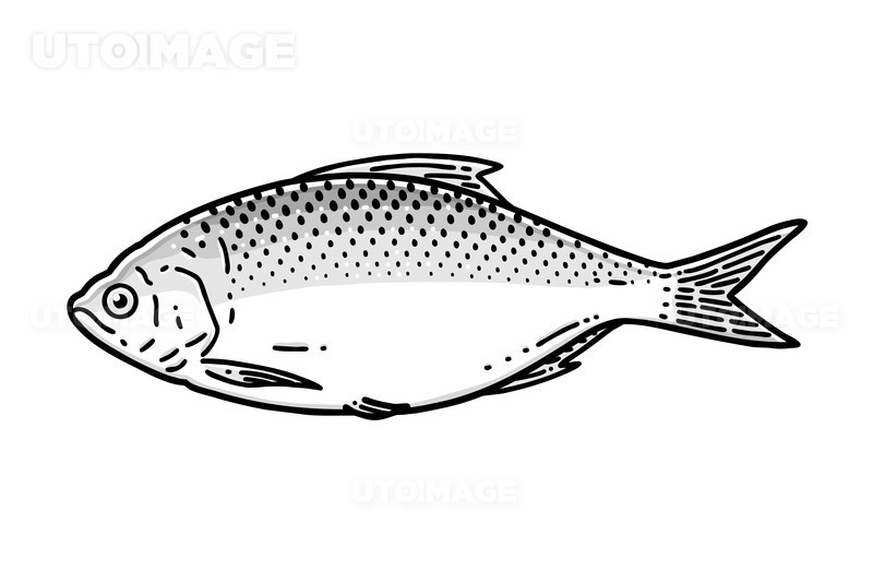 Gizzard shad_Line_1-1