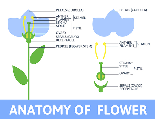 Infographics anatomy of a flower. Structures in cross section. In the flat style.