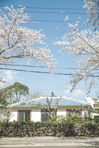 벚꽃이 만개한 제주 시골마을의 도로가 풍경