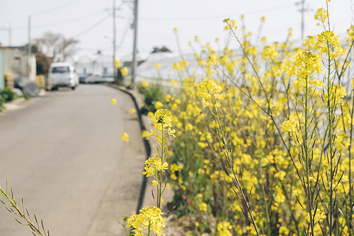 제주 시골 농촌마을의 오후, 길가에 피어난 유채꽃