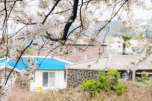 봄과 함께 찾아온 유채꽃, 벚꽃이 있는 제주 시골마을의 풍경