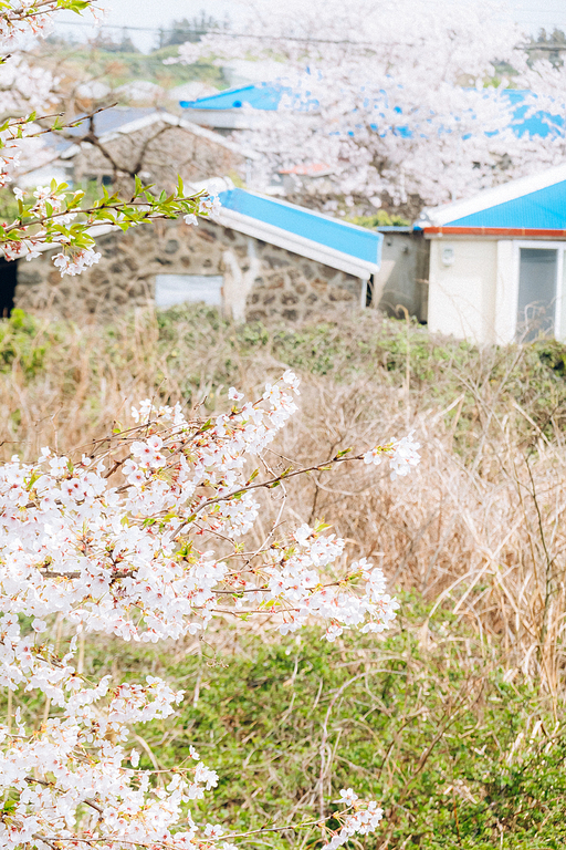 봄과 함께 찾아온 유채꽃, 벚꽃이 있는 제주 시골마을의 풍경