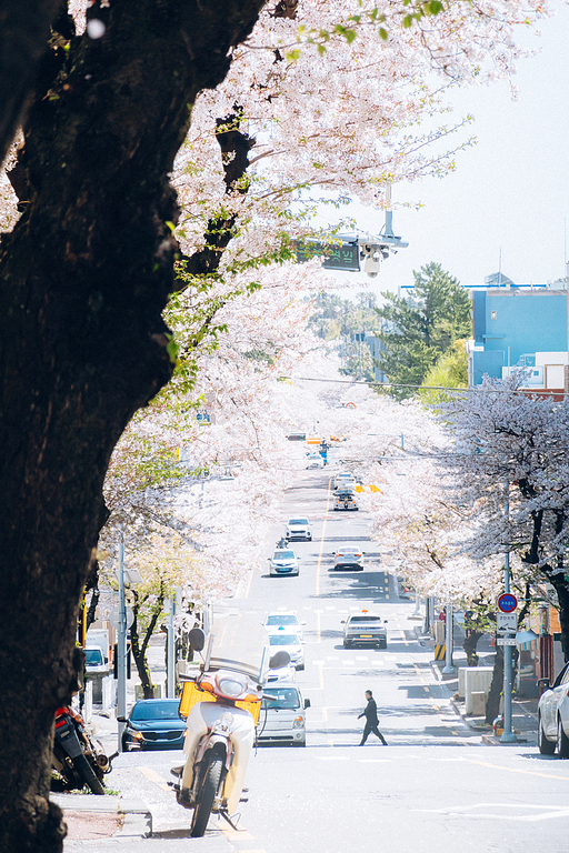 3월, 새봄과 함께 찾아온 벚꽃이 만개한 제주 중문동의 풍경