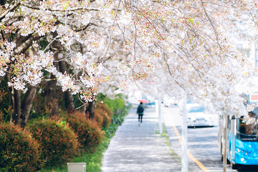 3월, 새봄과 함께 찾아온 벚꽃이 만개한 제주 중문동의 풍경