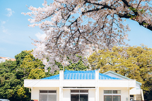 3월, 새봄과 함께 찾아온 벚꽃이 만개한 제주 중문동의 풍경